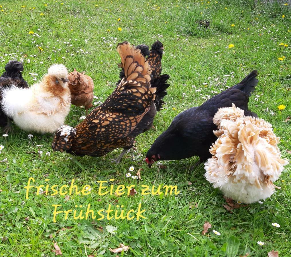 Ferienwohnung Andrea St. Gallenkirch Zewnętrze zdjęcie